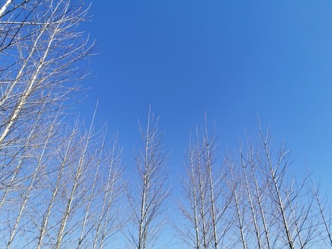 樹(shù)林天空