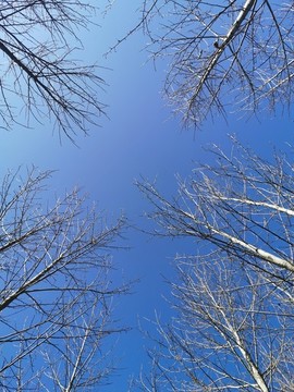 樹林天空