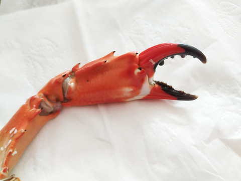 蟹腳