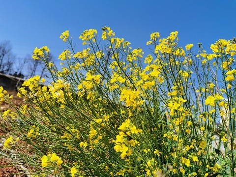 油菜花