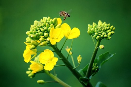 油菜花