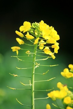 油菜花