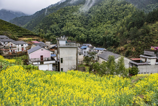 油菜花