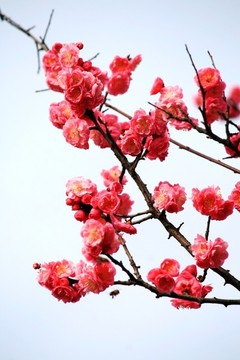 紅梅花