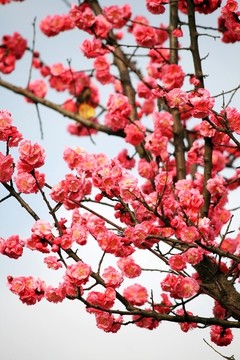 紅梅花