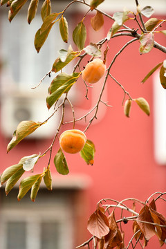 枝頭紅柿子