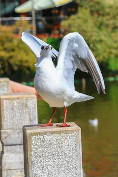 昆明翠湖公園