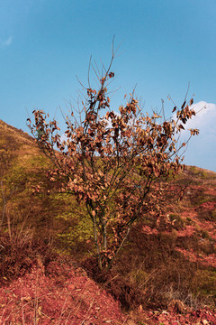 枯樹(shù)落葉樹(shù)木
