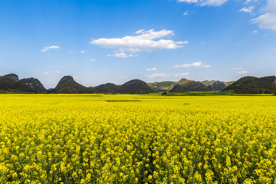 羅平金雞峰叢油菜花海