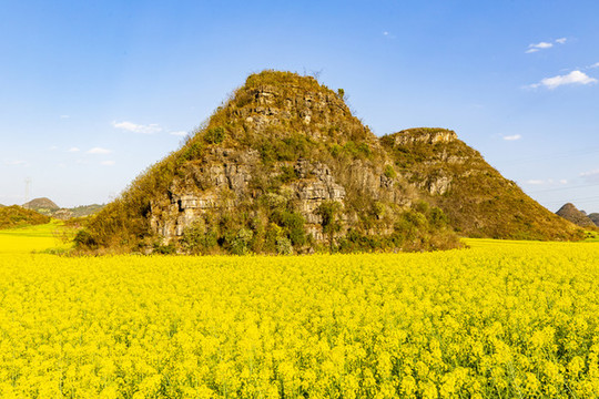 羅平金雞峰叢油菜花海