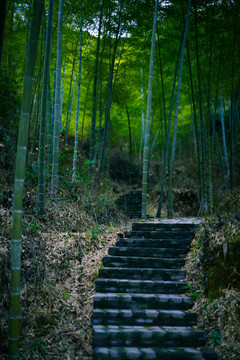 毛竹林