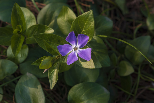 長春小花