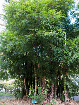 庭院綠化植物綠色的佛肚竹