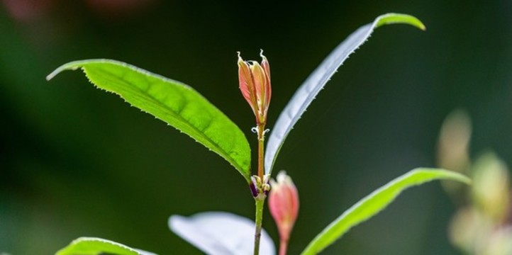 萌動(dòng)春天
