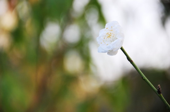 春天的花兒
