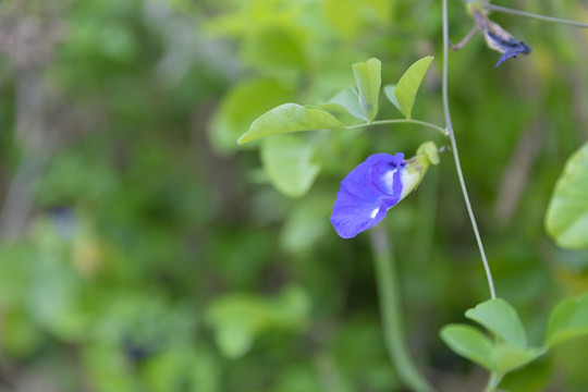 藍(lán)蝴蝶花