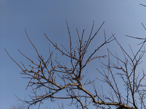 樹枝