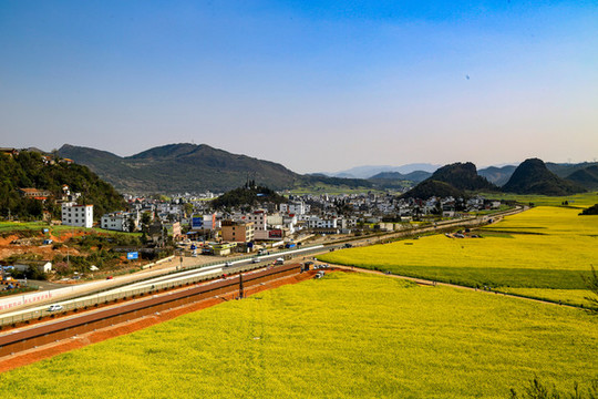 羅平金雞峰叢油菜花海