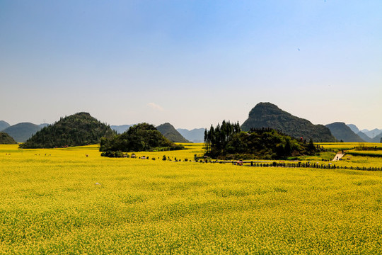 羅平金雞峰叢油菜花海