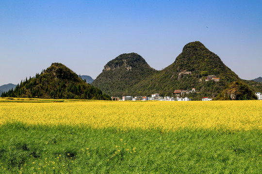 羅平金雞峰叢油菜花海