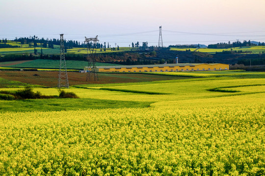 羅平金雞峰叢油菜花海