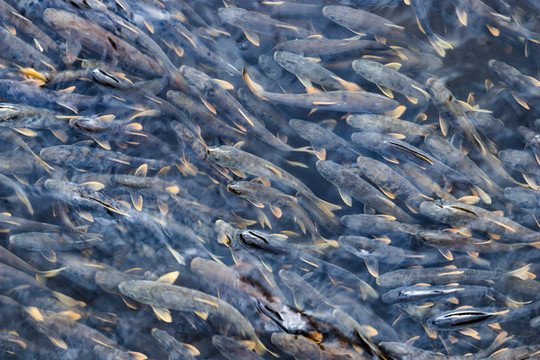青海湟魚