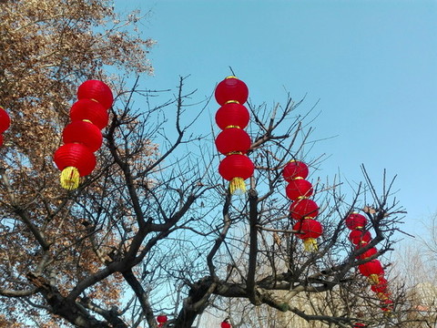 樹上紅燈籠