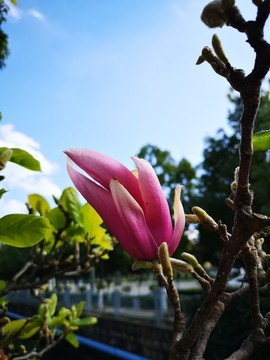 玉蘭花
