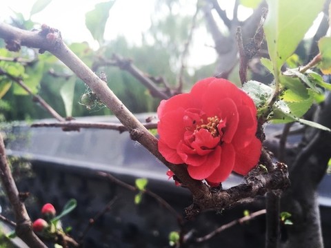 貼梗海棠