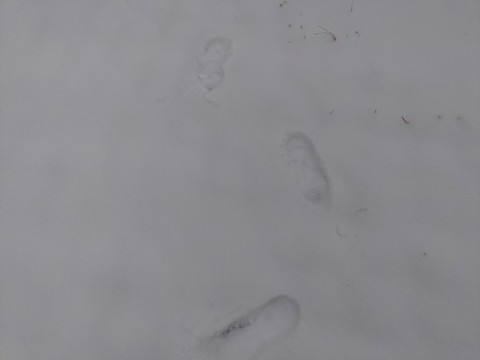 雪地