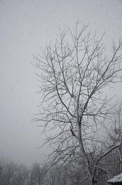 鄉(xiāng)村雪景