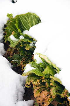 雪地白菜