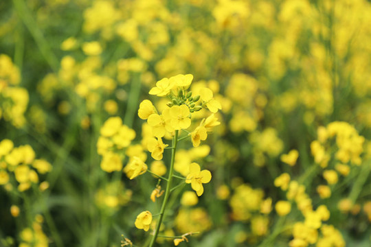 油菜花