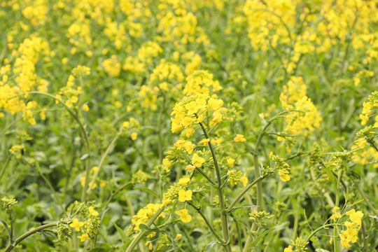 油菜花
