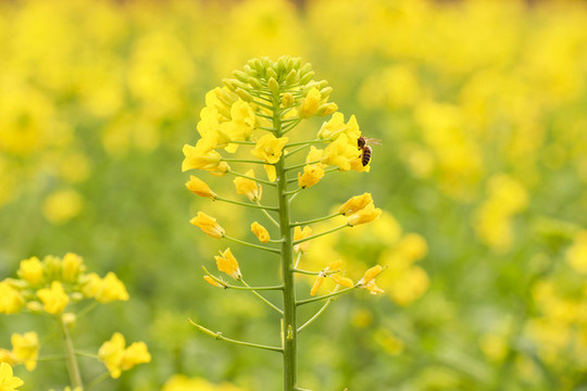 油菜花