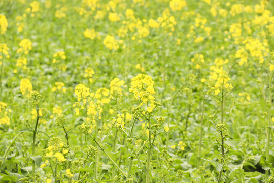 油菜花開(kāi)