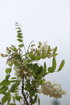 槐花