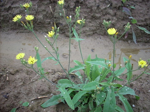 苦荬菜