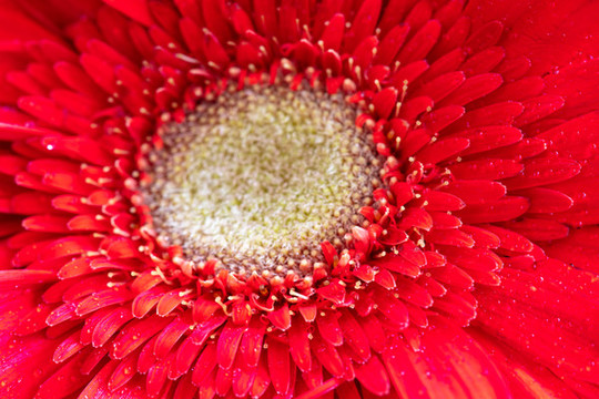 紅色非洲菊