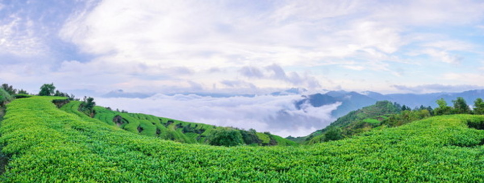茶園