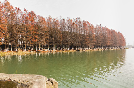 水杉樹林
