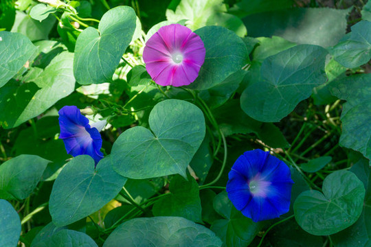 夏季盛開(kāi)的牽牛花