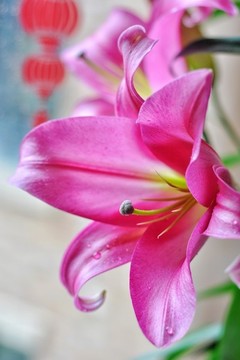 香水百合