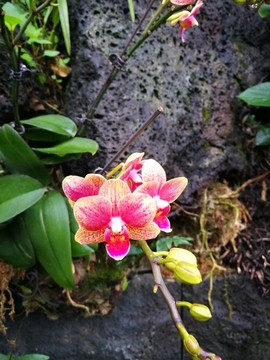 蘭花