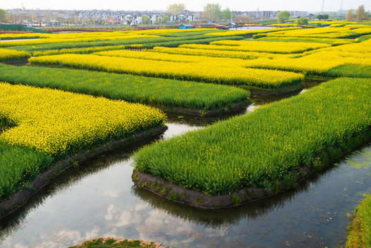 油菜花垛田
