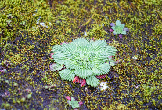 苔蘚