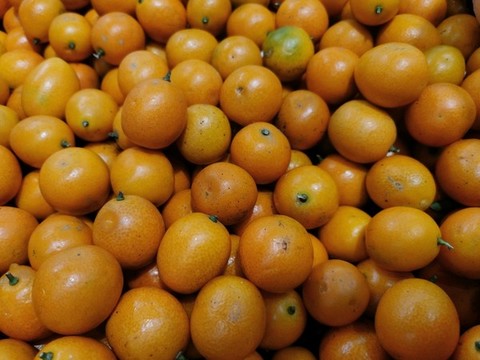 冰糖橙
