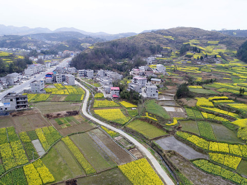 水坪航拍油菜花