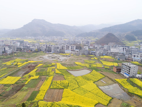 航拍水坪油菜