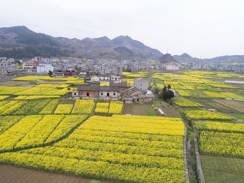 水坪航拍油菜花
